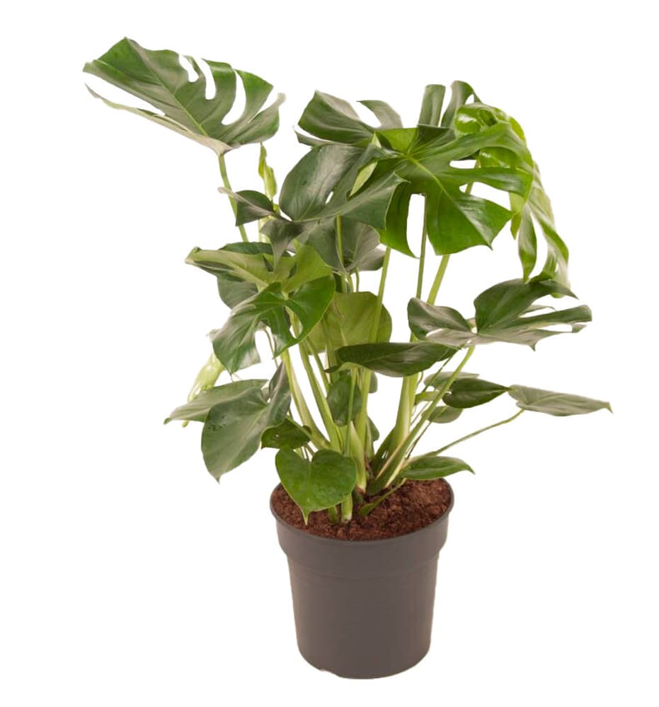 Fensterblatt Monstera Deliciosa Ø30cm Grünpflanze kaufen bei Do it