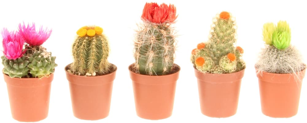 Cactus Ø6 Cactus 300196500000 N. figura 1