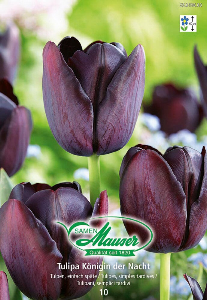 Darwin Tulpen Blumenzwiebeln Samen Mauser 650261900000 Bild Nr. 1