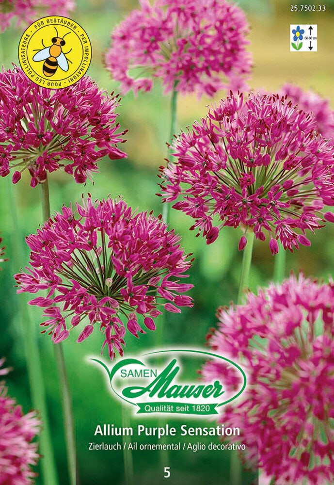 Allium Blumenzwiebeln Samen Mauser 650260600000 Bild Nr. 1