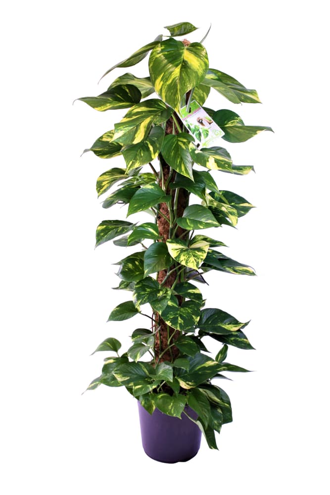 Epipremnum Ø24cm Pianta verde 300134300000 N. figura 1