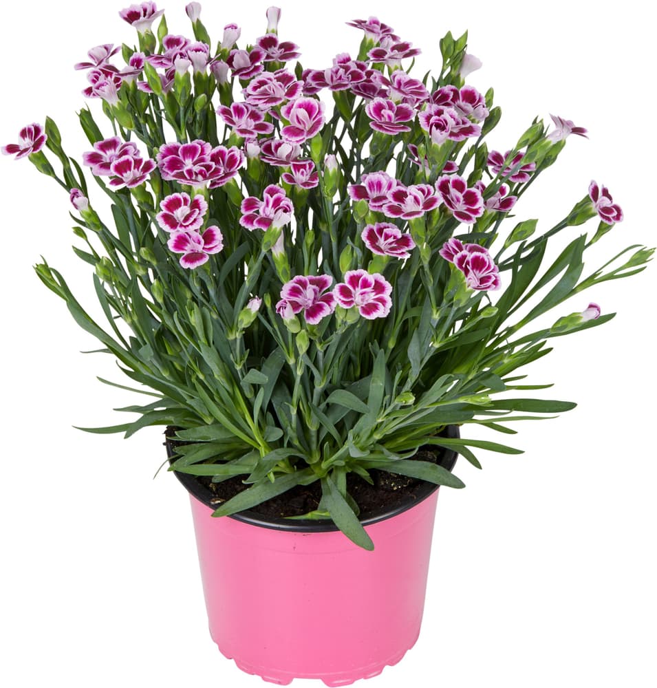 Gartennelke Dianthus caryophyllus Ø12cm Blühpflanze 308239800000 Bild Nr. 1