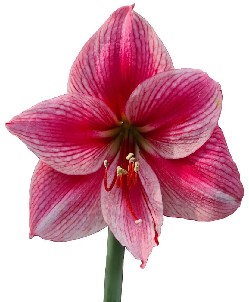 Amaryllis Gervase Amaryllis Samen Mauser 650297600000 Photo no. 1