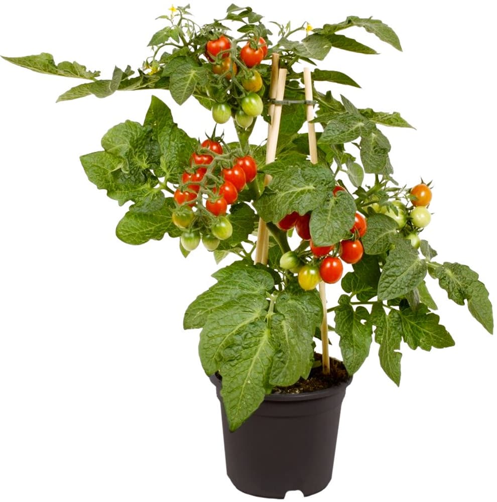 Tomate Solanum sect. Lycopersicon Ø14cm Gemüsepflanze 307124300000 Bild Nr. 1