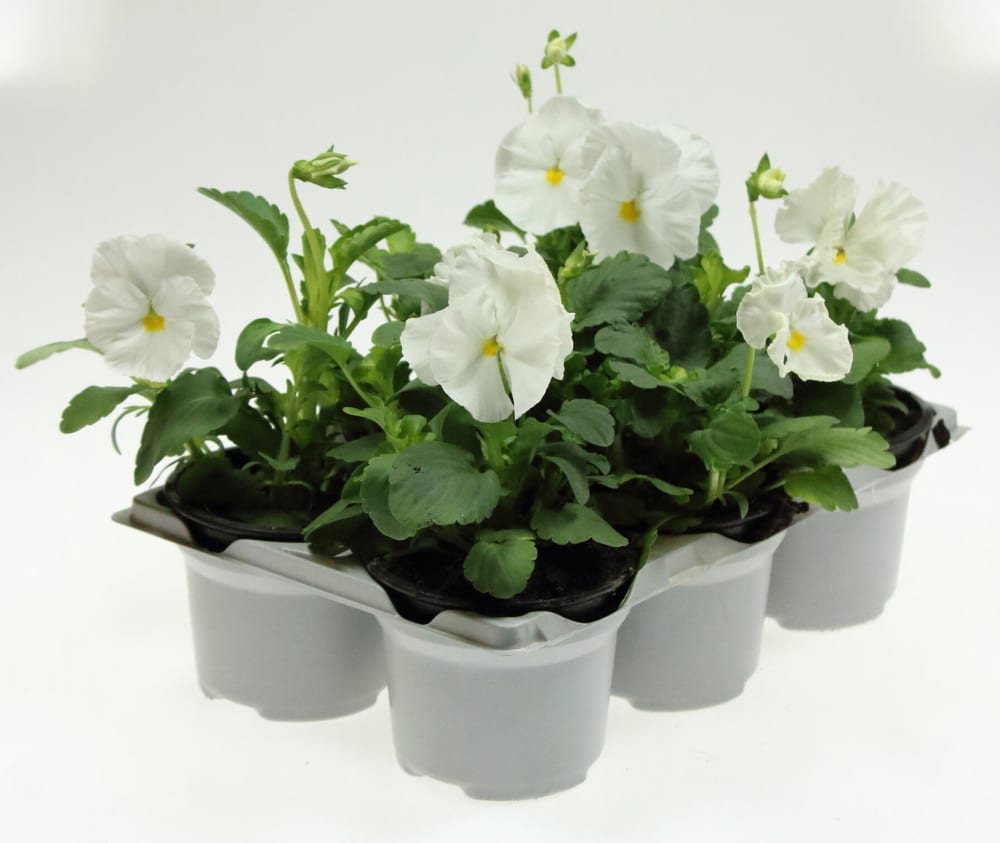 Stiefmütterchen Viola wittrockiana Ø9cm Blühpflanze Stiefmütterchen Viola wittrockiana Ø9cm Blühpflanze 302142100000 Bild Nr. 1