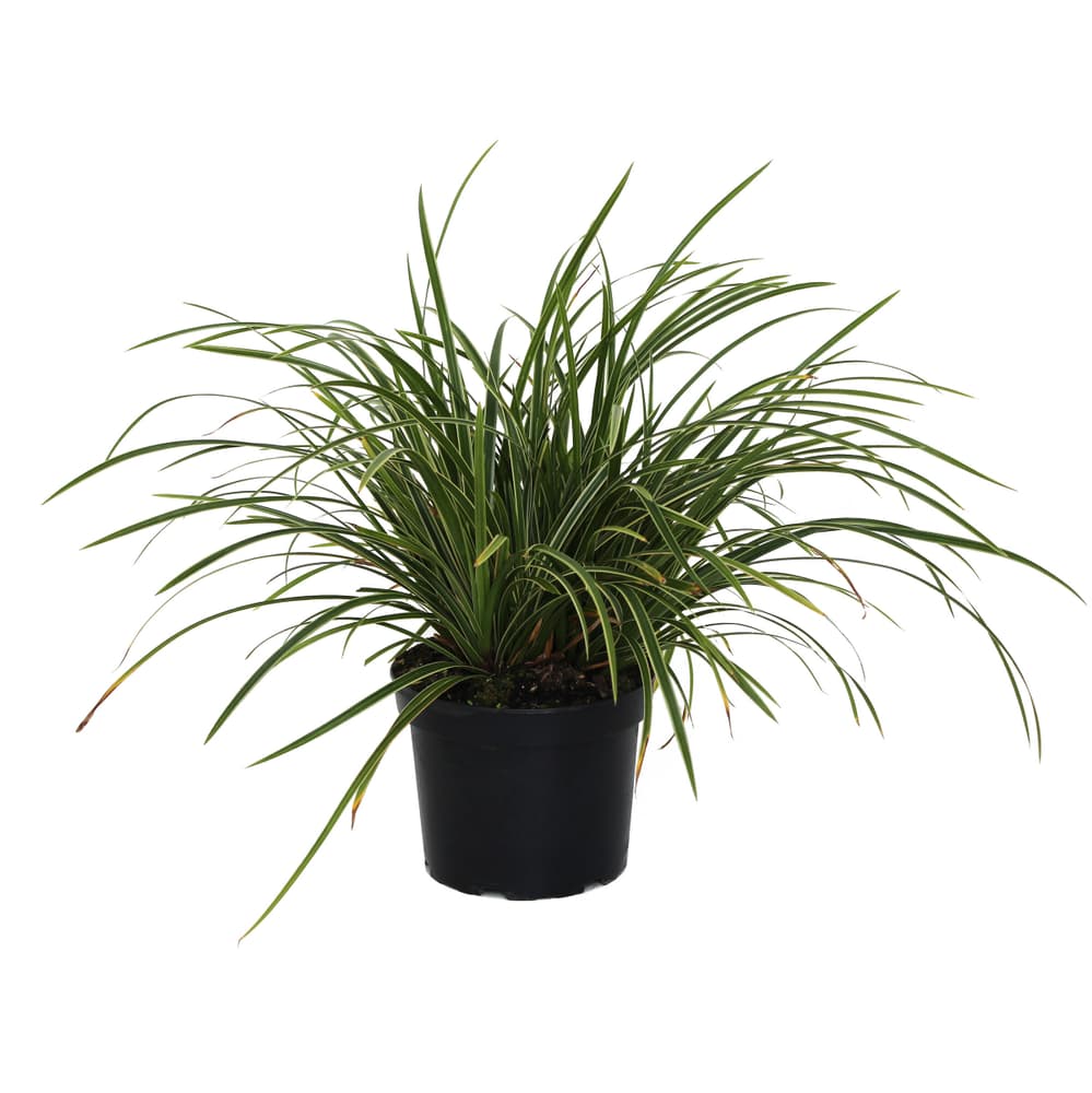 Japan-Segge Carex morrowi  Ø19cm Ziergras 650616200000 Bild Nr. 1