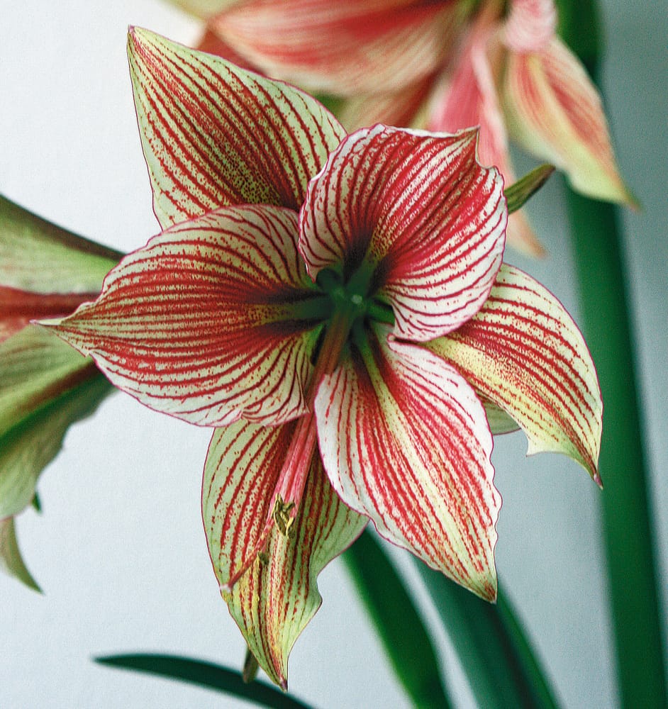 Exotic Star 1 Amaryllis Samen Mauser 650265200000 Photo no. 1