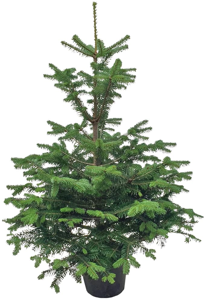 Sapin de Nordmann en pot 100-120cm Sapin de Noël Sapin de Nordmann en pot 100-120cm Sapin de Noël 308904100000 Photo no. 1