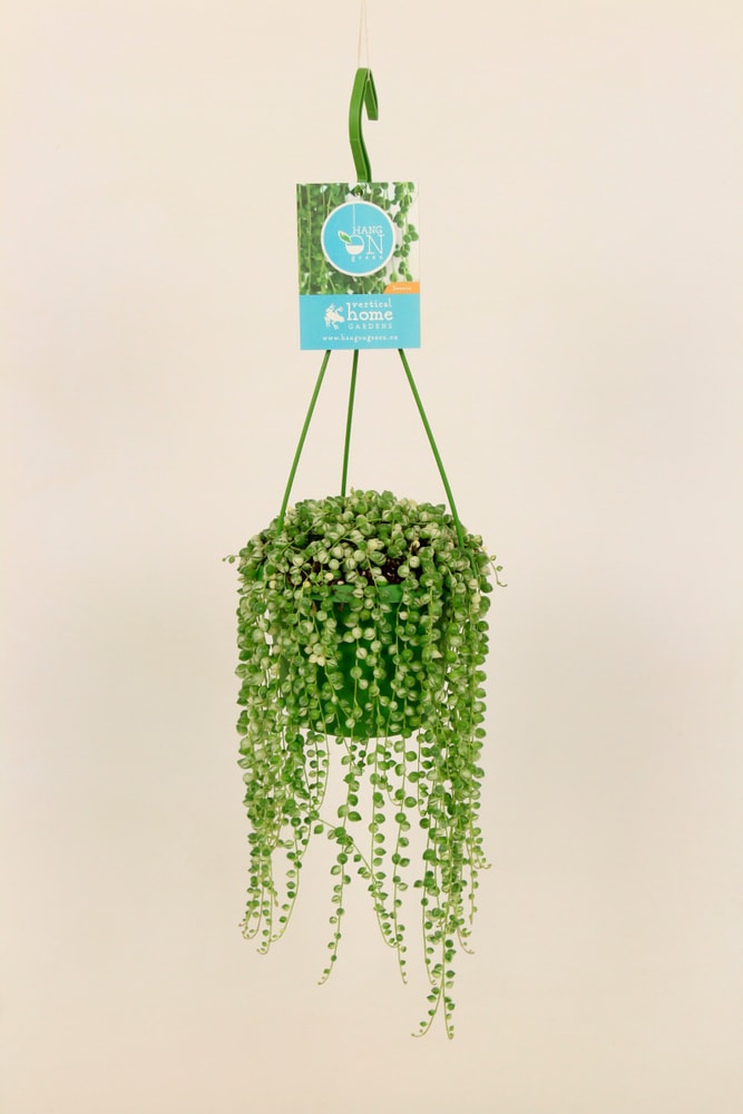 Senecio Ø14cm Pianta verde Senecio Ø14cm Pianta verde 300286400000 N. figura 1