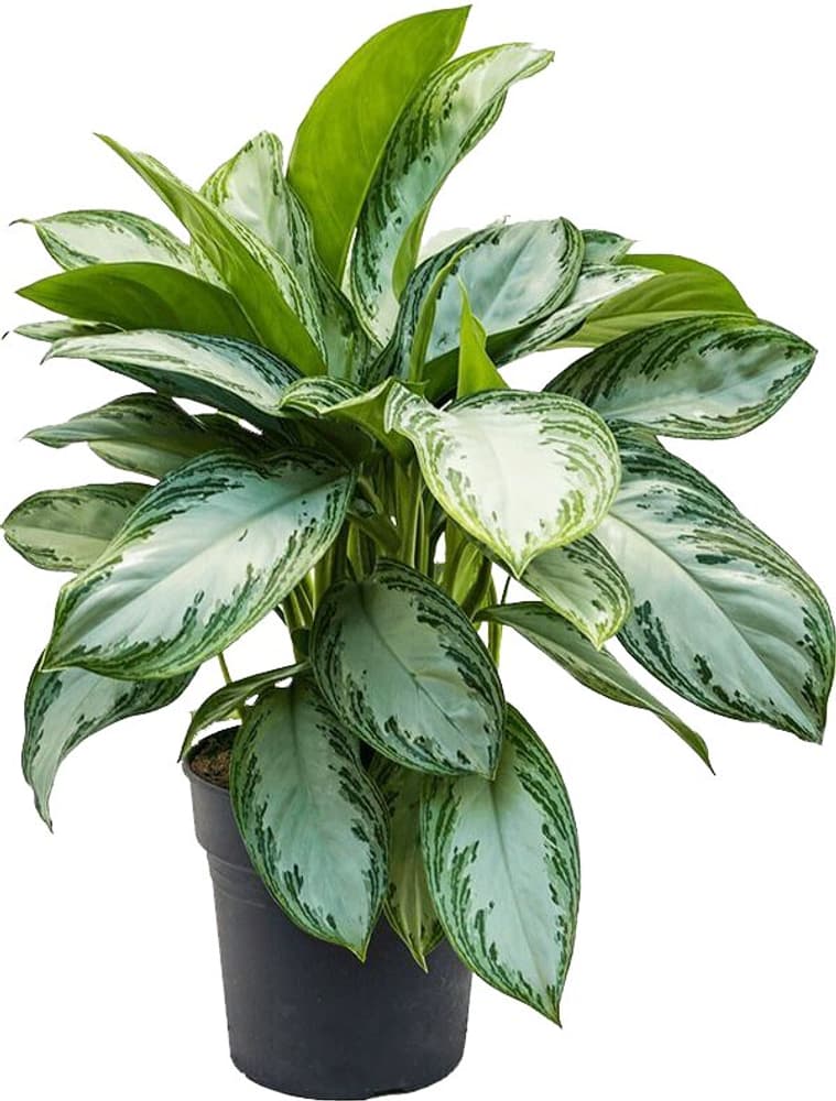 Mix di piante verdi Ø24cm Pianta verde Mix di piante verdi Ø24cm Pianta verde 300223200000 N. figura 1