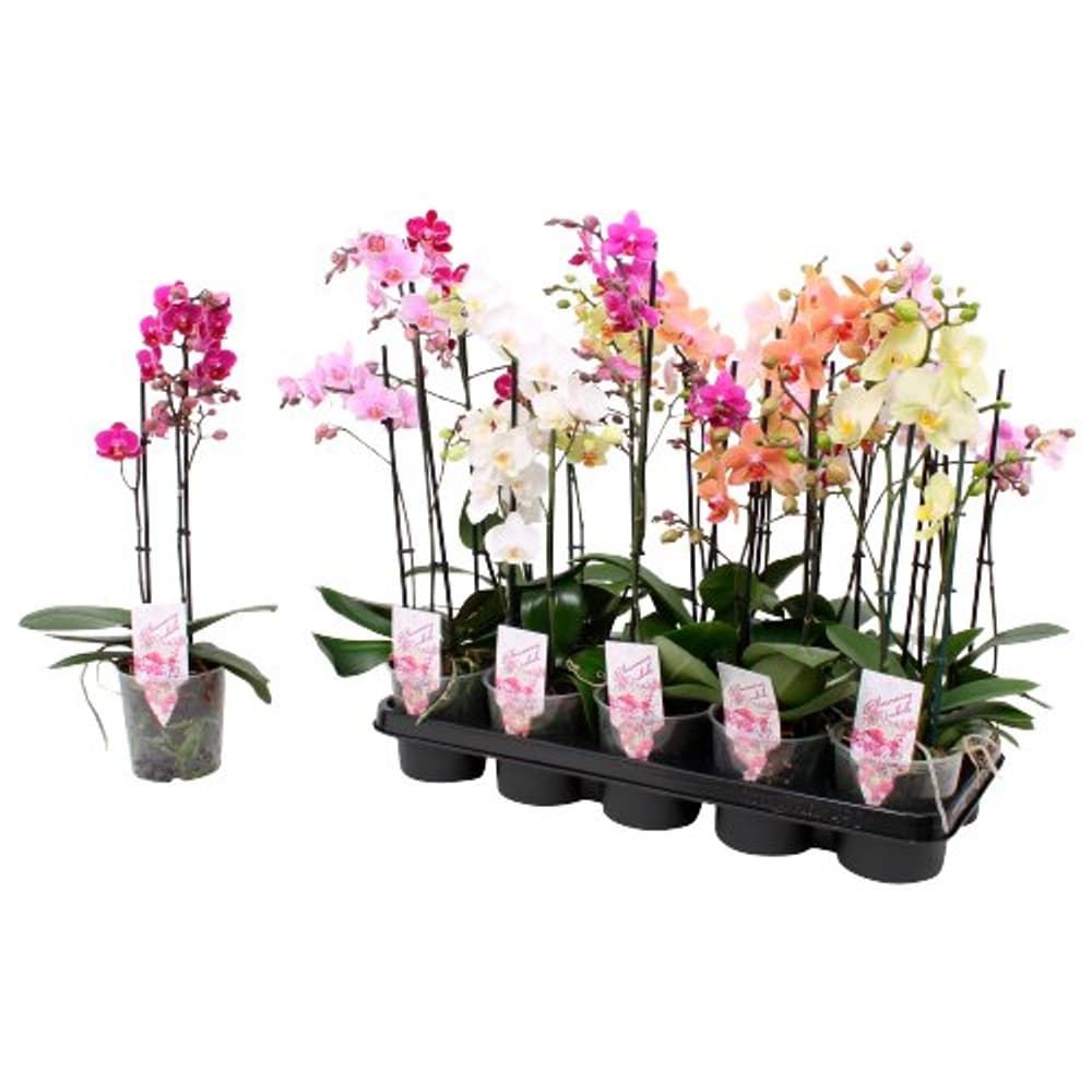 Phalaenopsis Ø12cm Orchidea 300290000000 N. figura 1