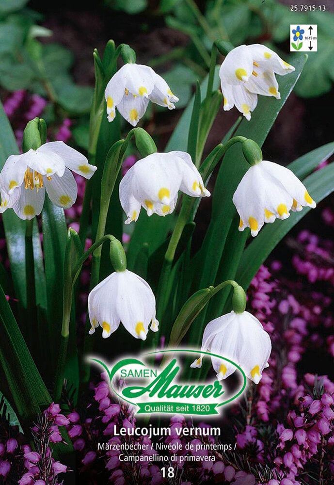 Leucojum Blumenzwiebeln Samen Mauser 650259500000 Bild Nr. 1