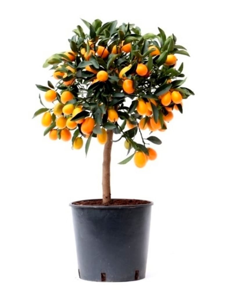Kumquat Stämmli Citrus japonica Ø18cm Zitruspflanze 304026700000 Bild Nr. 1