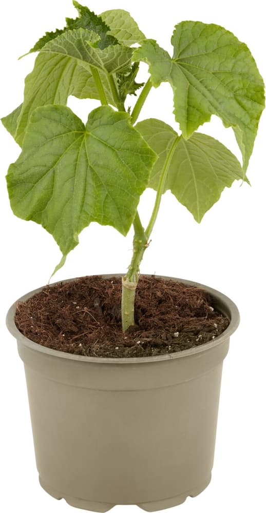 Bio Gurke kleinfruchtig, veredelt Cucumis batatas Ø12cm Gemüsepflanze 307122800000 Bild Nr. 1
