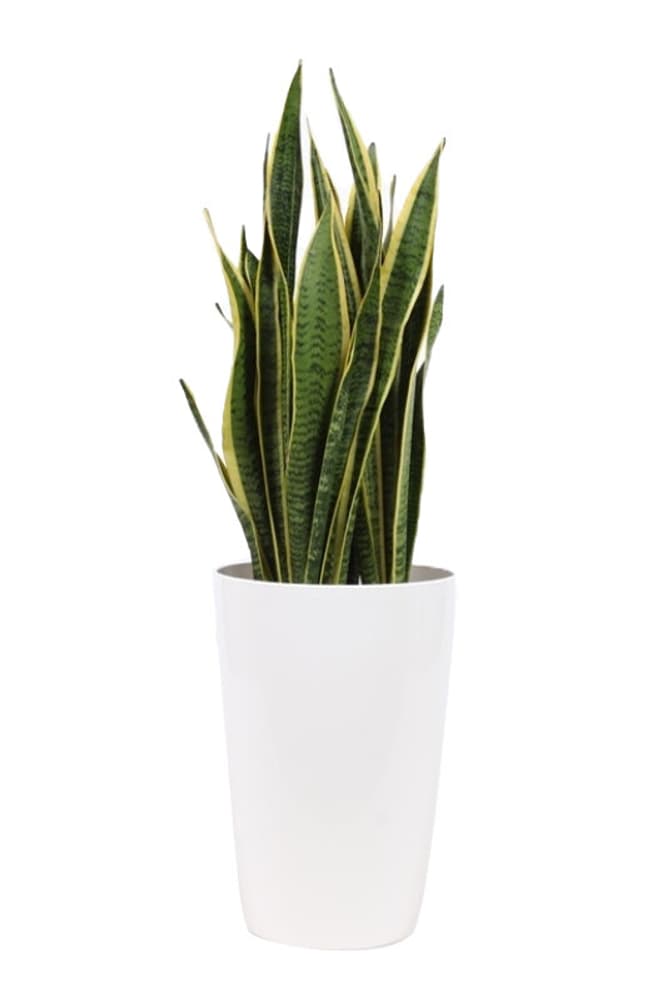 Bogenhanf Sansevieria Laurentii im Übertopf Ø29cm Grünpflanze kaufen
