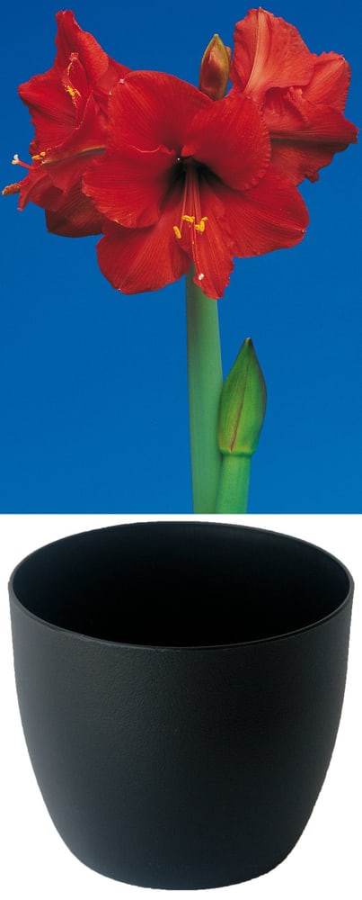 Gloria rouge en cachepot noir Amaryllis Samen Mauser 650264100000 Photo no. 1