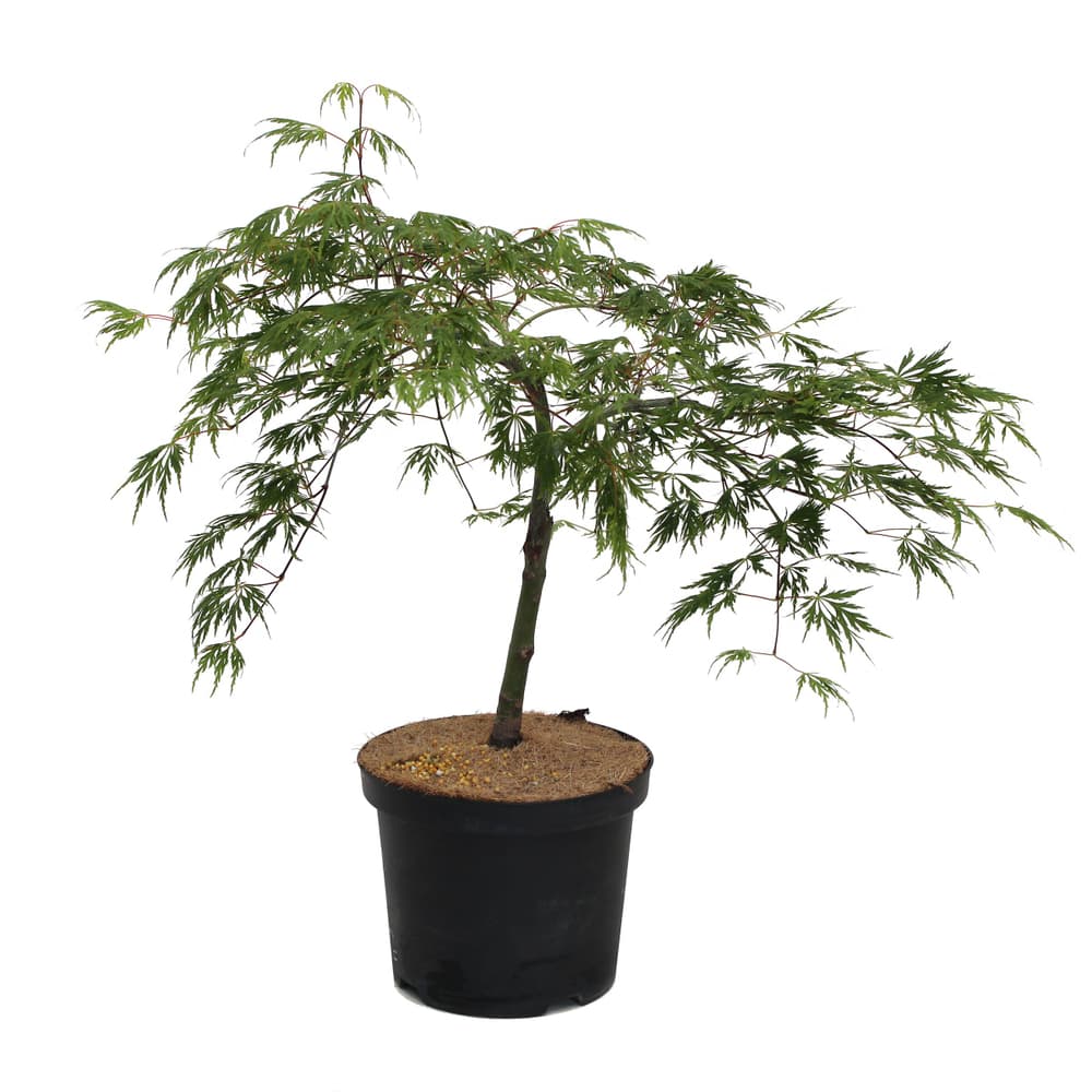 Acero giapponese Dissectum 4l Arbusto ornamentale 650340900000 N. figura 1