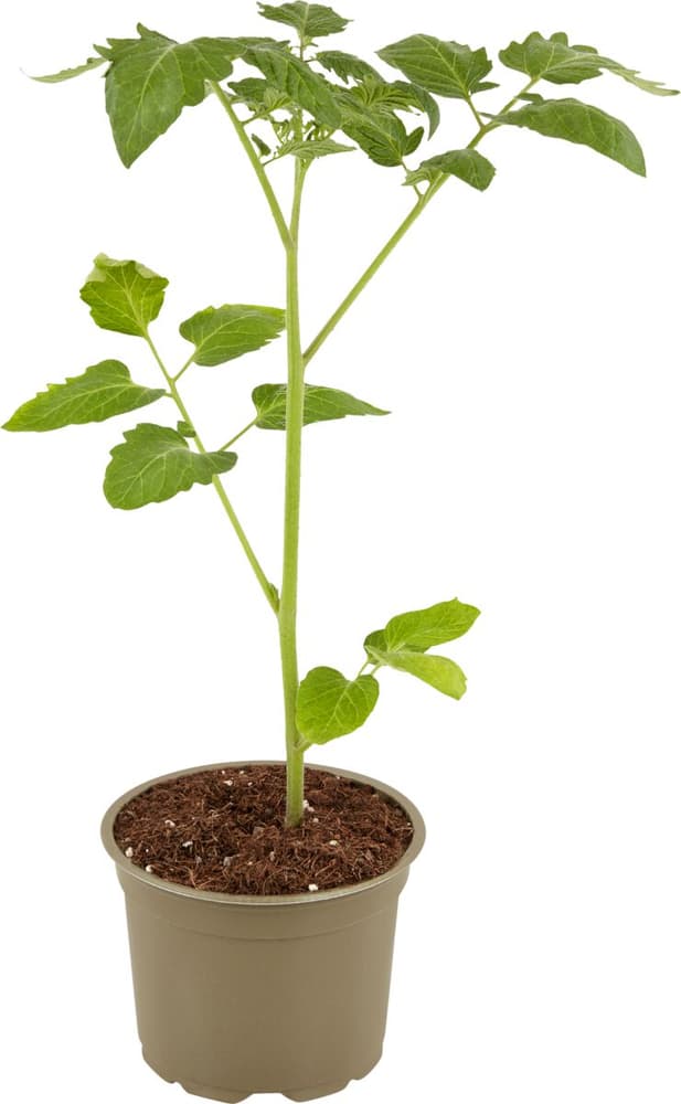 Bio Pomodori fragola Lycopersicon melongena Ø12cm Pianta di verdura 307119100000 N. figura 1