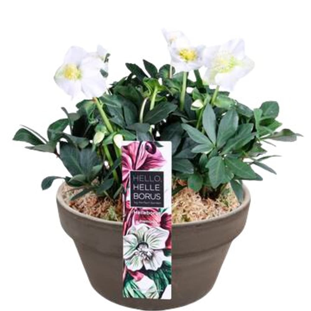 Helleborus Christmas Carol Ø24cm Pianta da fiore 308313400000 N. figura 1