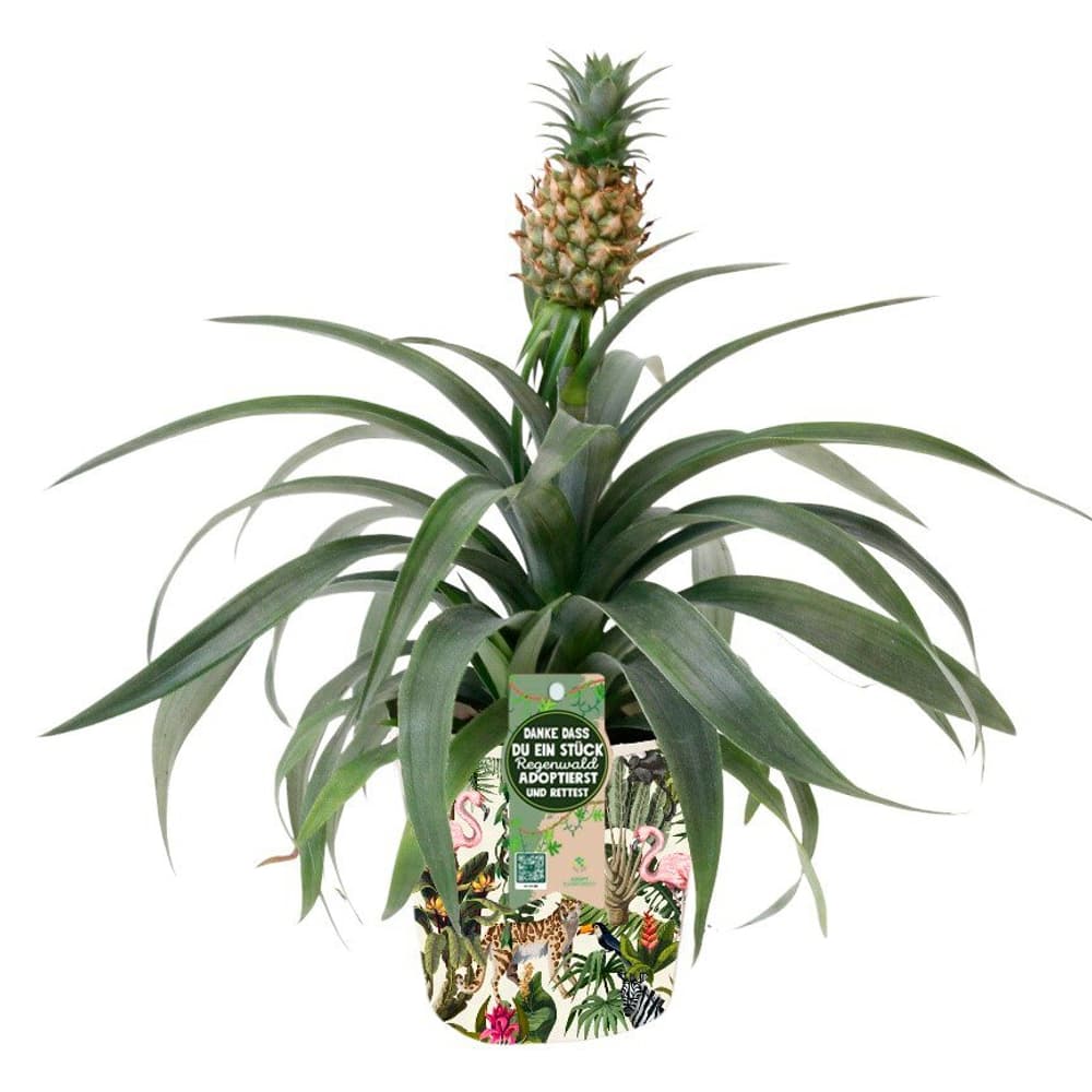 Ananas Mi Amigo Ananas comosus (set da 6) Ø13cm Pianta verde 650617100000 N. figura 1