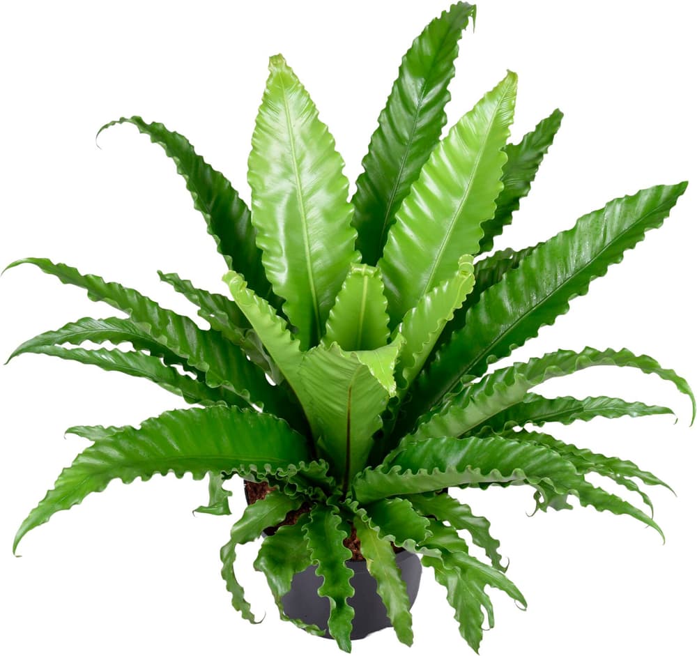 Asplenium Ø23 Pianta verde Asplenium Ø23 Pianta verde 300403100000 N. figura 1