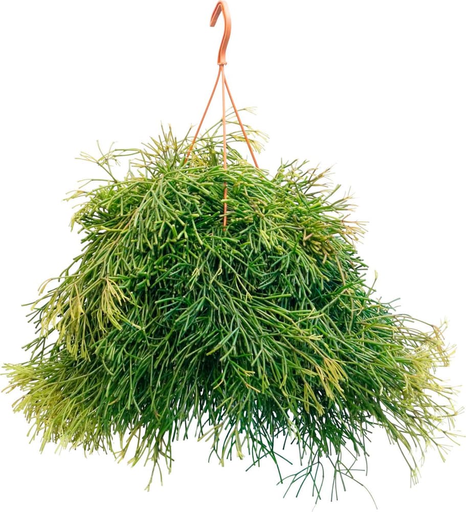 Rhipsalis in coprivaso Ø21 Pianta verde Rhipsalis in coprivaso Ø21 Pianta verde 300402300000 N. figura 1