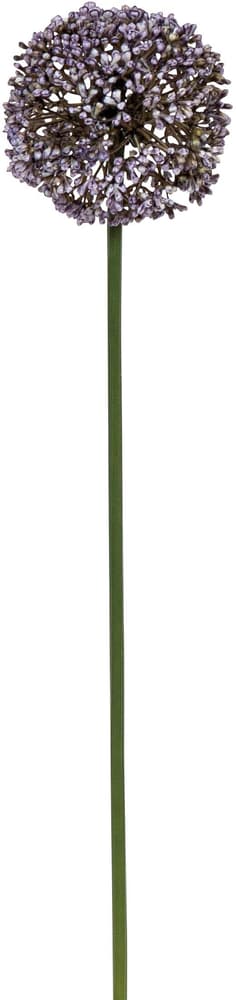 Allium Kunstblume 658080100000 Farbe Lila Grösse L: 52.0 cm Bild Nr. 1
