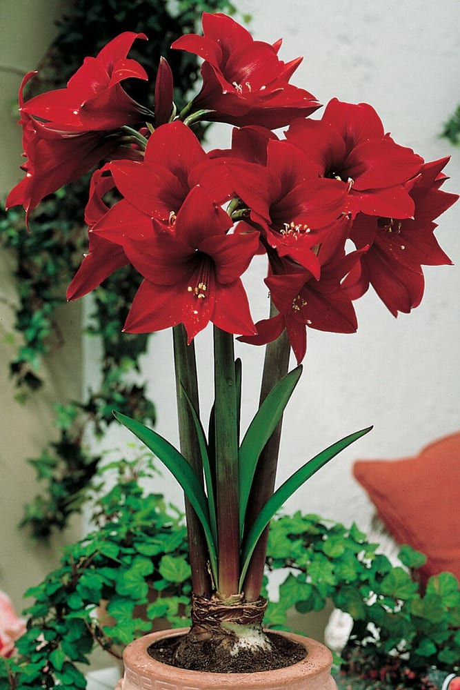 Rapido 1 Amaryllis Samen Mauser 650266100000 Bild Nr. 1