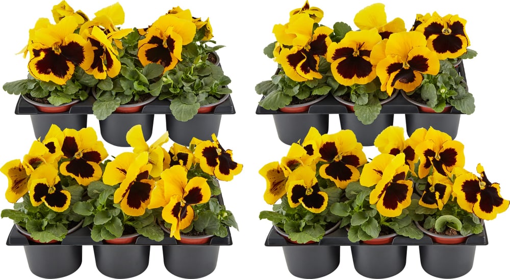 Viola wittrockiana Gelb (set da 24) Ø9cm Fiore primaverile 650392100000 N. figura 1