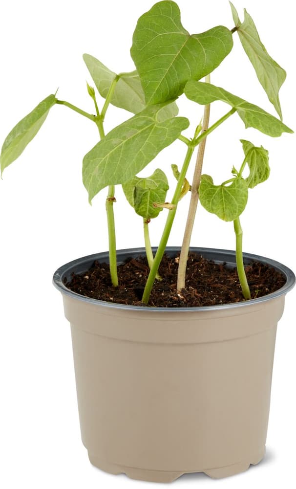 Fagioli rampicanti Phaseolus vulgaris (Set da 12 Töpfe pro Tray) 12cm Pianta di verdura 307148000000 N. figura 1