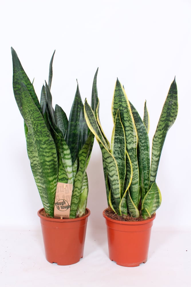 Sanseveria Laurentii Ø17cm Grünpflanze Sanseveria Laurentii Ø17cm Grünpflanze 300140100000 Bild Nr. 1