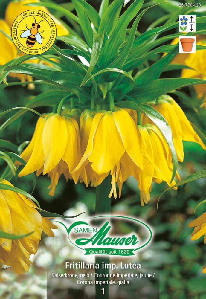 Fritillaria imperialis lutea Maxima, Corona imperiale Bulbi da fiore Samen Mauser 650296900000 N. figura 1