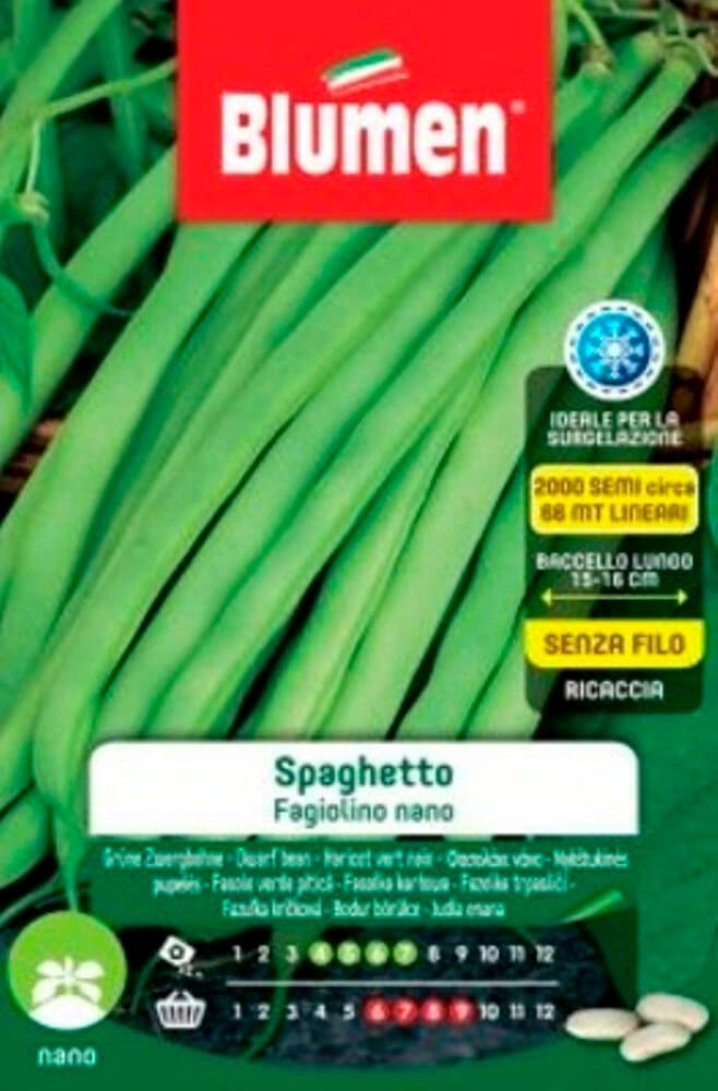 Blumen Haricot nain SPAGHETTO Semences de legumes Haricot nain SPAGHETTO Semences de legumes Blumen 650420300000 Photo no. 1