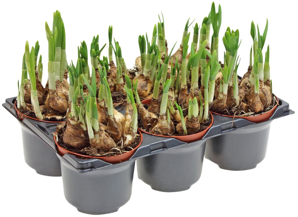 Narcisse Narcissus cyclamineus Ø9cm Plante à fleurs Narcisse Narcissus cyclamineus Ø9cm Plante à fleurs 302013200000 Photo no. 1