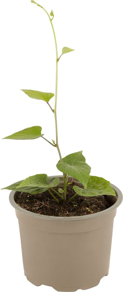 Bio Süsskartoffel Ipomoea officinalie Ø13cm Gemüsepflanze 307108100000 Bild Nr. 1