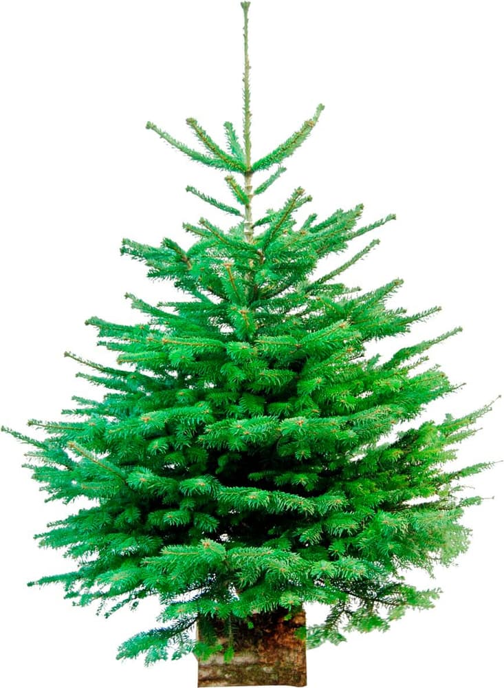 Nordmanntanne 170-200cm Weihnachtsbaum 308901400000 Bild Nr. 1