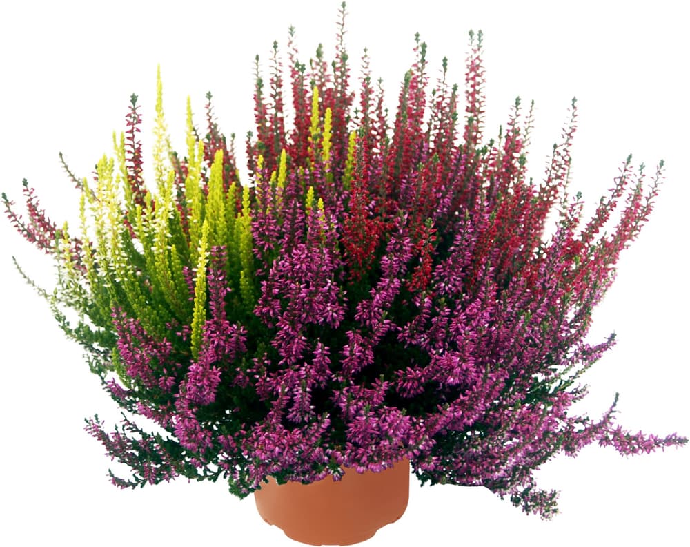 Calluna Trio Blühpflanze 302048900000 Bild Nr. 1