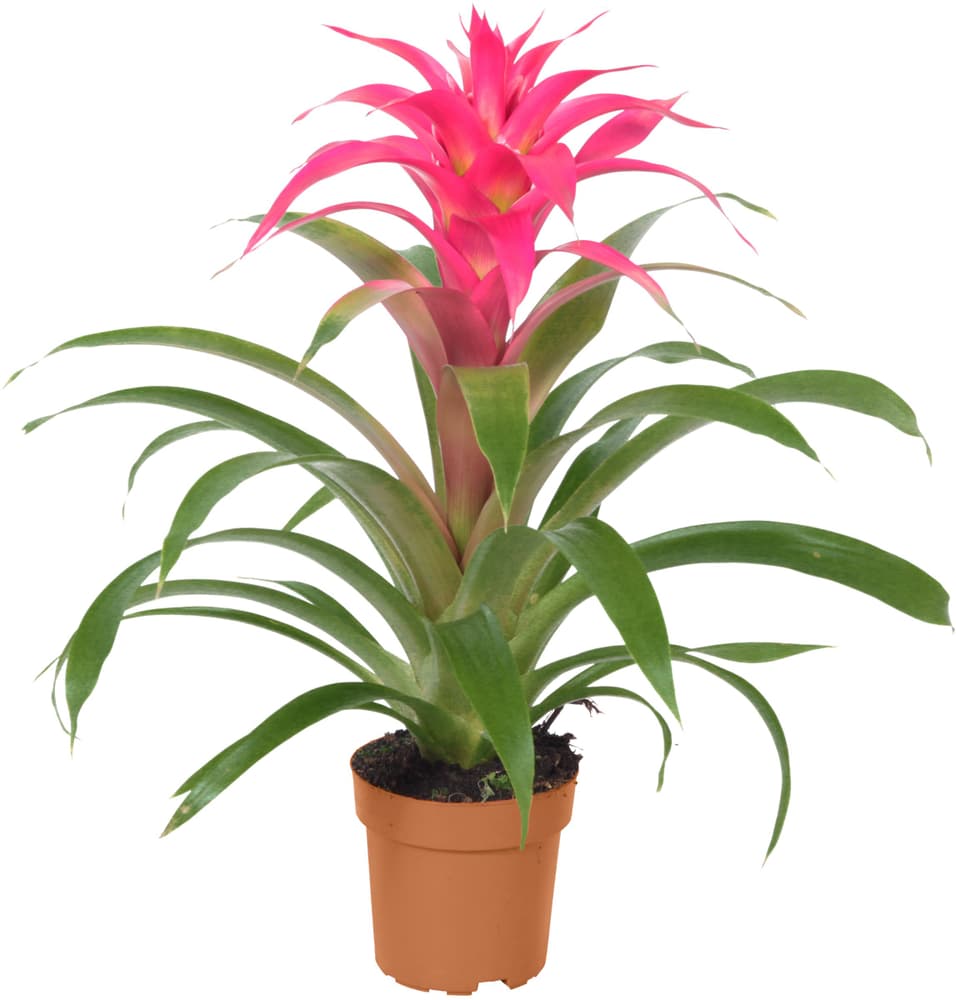 Guzmania  Ø12 Pianta da fiore 300151600000 N. figura 1