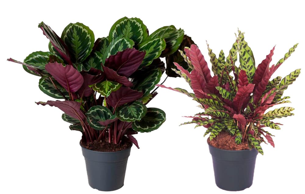 Combinazione di piante d'appartamento Calathea (set da 2) Ø27cm Pianta ornamentale 650335600000 N. figura 1