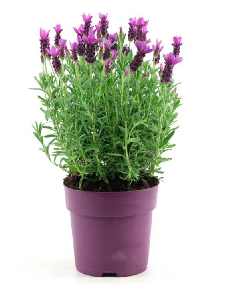 Schopflavendel Lavendel stoechas Ø18cm Kräuterpflanze 307020400000 Bild Nr. 1