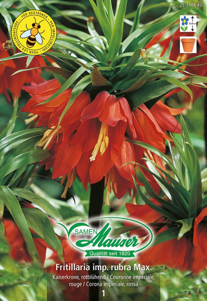 Fritillaria imperialis rubra Maxima, Couronne impériale Bulbes à fleurs Samen Mauser 650297000000 Photo no. 1