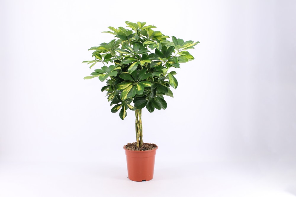 Strahlenaralie Schefflera arboricola Gold Capella Ø19cm