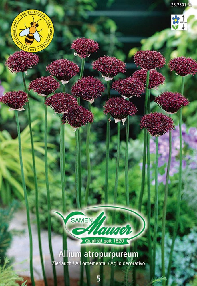 Allium atropurpureum Bulbi da fiore Samen Mauser 650296000000 N. figura 1