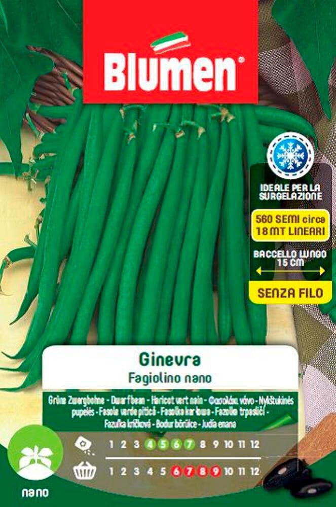 Blumen Buschbohne GINEVRA Gemüsesamen Buschbohne GINEVRA Gemüsesamen Blumen 650420700000 Bild Nr. 1