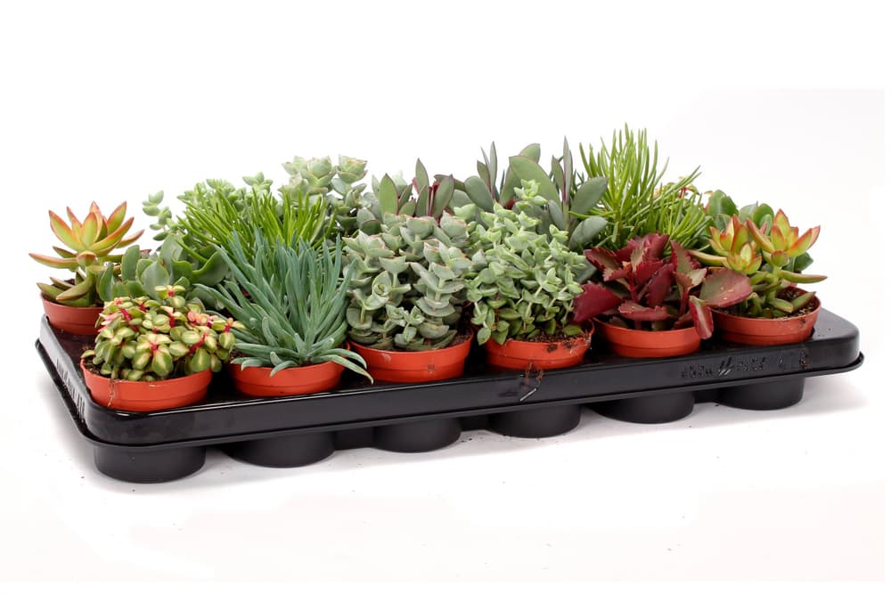 Mix von Arten Ø8,5 Pianta succulente 300376600000 N. figura 1