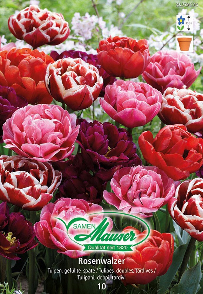 Tulipani pieni Bulbi da fiore Samen Mauser 650261700000 N. figura 1