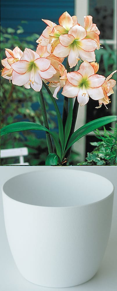 Gloria weiss mit rotem Rand im Cachepot Weiss Amaryllis Samen Mauser 650264200000 Bild Nr. 1