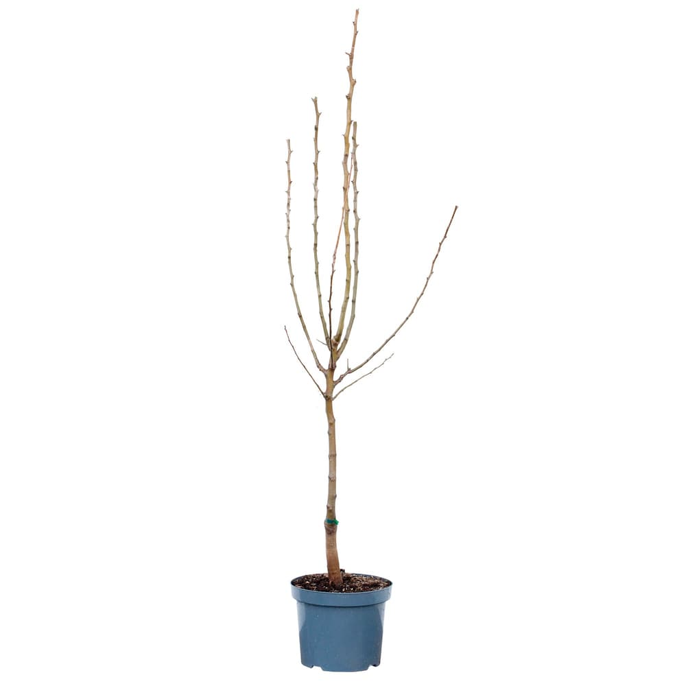 Mini Birne Garden Gem Pyrus 7.5l Obstbaum 650604900000 Bild Nr. 1