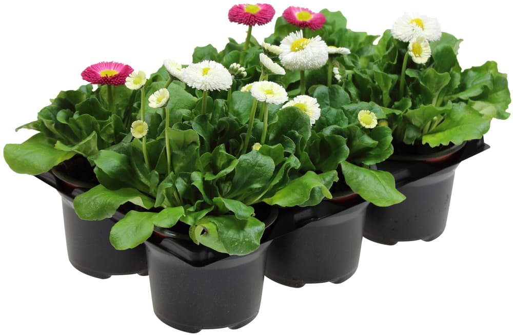 Pâquerettes Bellis perennis Ø9cm Plante à fleurs Pâquerettes Bellis perennis Ø9cm Plante à fleurs 302002000000 Photo no. 1