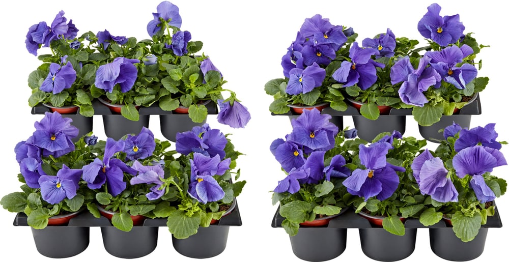 Viola wittrockiana bleu (lot de 24) Ø9cm Fleur de printemps 650392000000 Photo no. 1